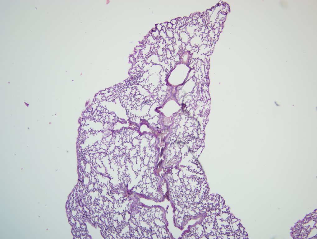 El Sombrero Seleccionador